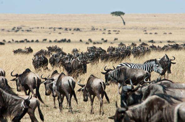 Masai Mara Ultimate Safari